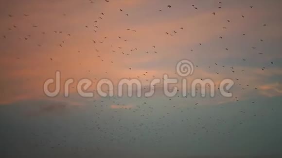 一群蝙蝠撞击着夕阳的天空视频的预览图
