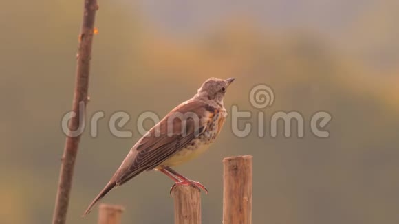 画眉鸟坐在木桩上木边的鸟上午现场喀尔巴阡山动植物群绿色视频的预览图