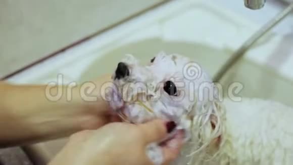 厕所里的狗女人洗了狗脸Bichon视频的预览图
