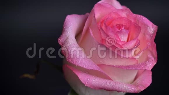 颤栗美丽的粉红色玫瑰的特写镜头花瓣上有雨滴背景在黑暗中隔离视频的预览图
