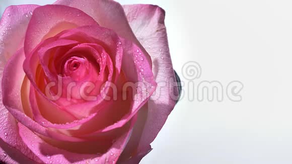粉红色玫瑰的特写镜头花瓣上有雨滴背景与白色隔离视频的预览图