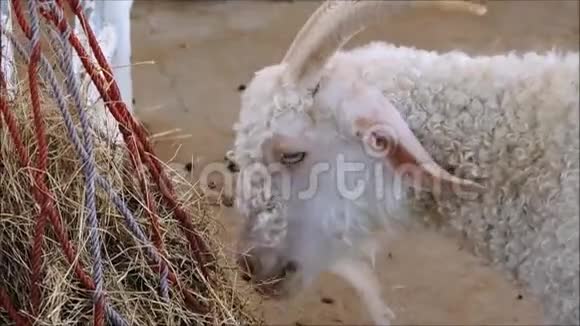 一只白色可爱的安哥拉山羊吃稻草视频的预览图
