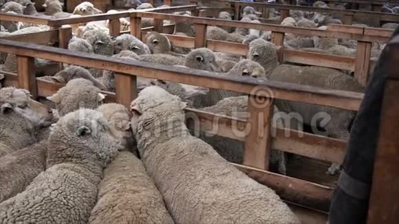 新西兰美利奴母羊视频的预览图