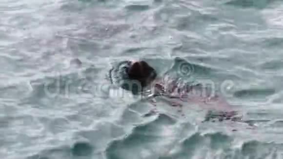 澳大利亚毛皮海豹游泳视频的预览图