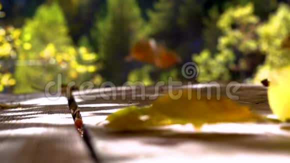 风吹秋叶在木地板上七彩秋叶慢动风吹落落叶秋天彩色视频的预览图
