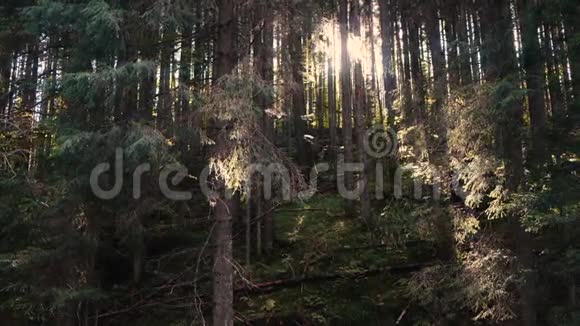 阳光透过山林中的树木照耀视频的预览图