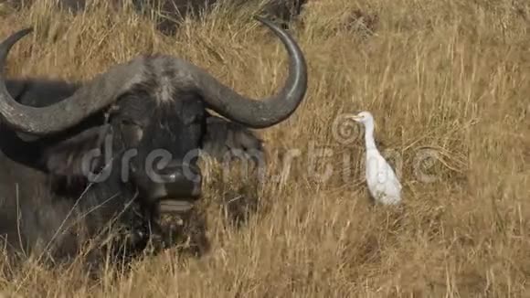 肯尼亚马赛马拉的牛白鹭和水牛角视频的预览图