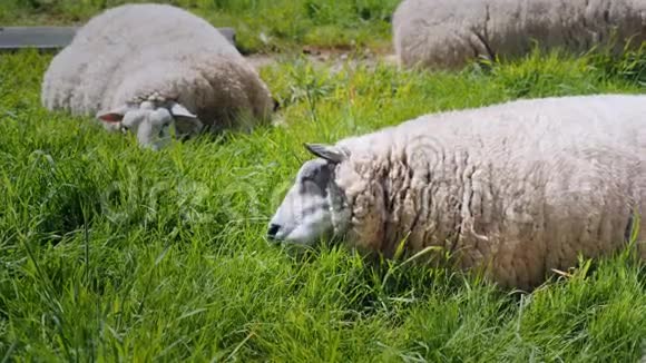 绵羊在绿色的草地上放牧荷兰的深处视频的预览图