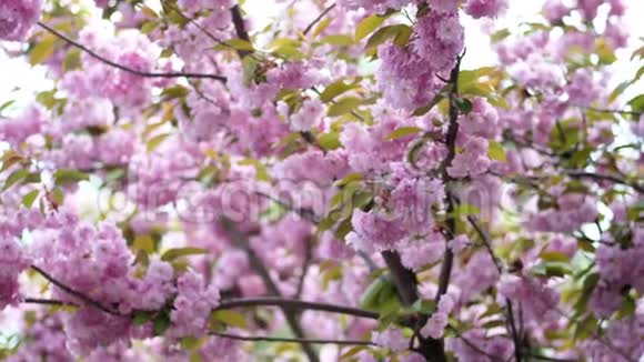 特写樱花漂亮精致的粉红色花在树上樱花盛开视频的预览图