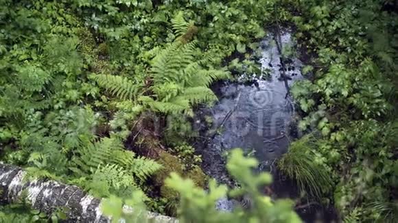 绿色森林里有雨滴的美丽水坑库存录像蕨类植物和绿色植被之间的雨坑视频的预览图