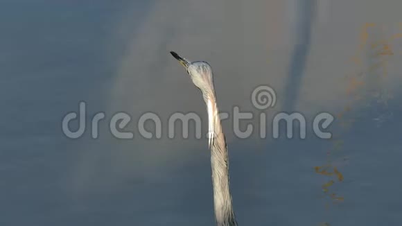 两个特写片段的三色鹭白鹭三色站在浅水的沼泽在一个沼泽在一个港口阿兰萨斯得克萨斯州视频的预览图