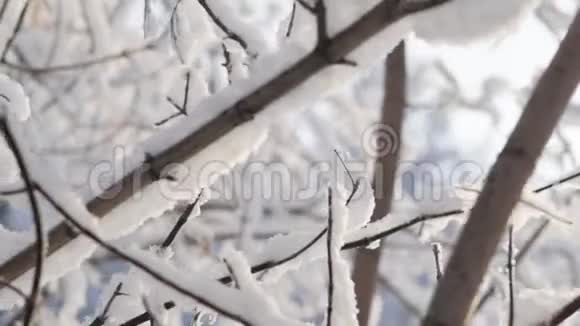 下雪了在树枝的背景下落下大片的雪花下着大量的雪视频的预览图