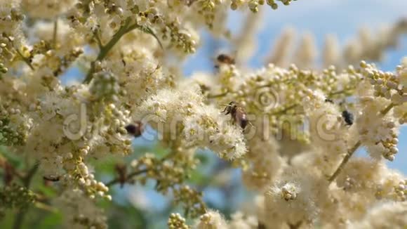 树枝上的白花是由蜜蜂授粉的慢动作许多不同的昆虫采集花蜜视频的预览图