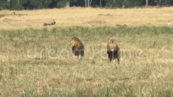 在肯尼亚马赛马拉两只雄狮看着一只竞争的雄狮视频的预览图