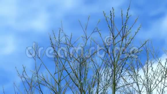 柳枝迎着春天的天空视频的预览图