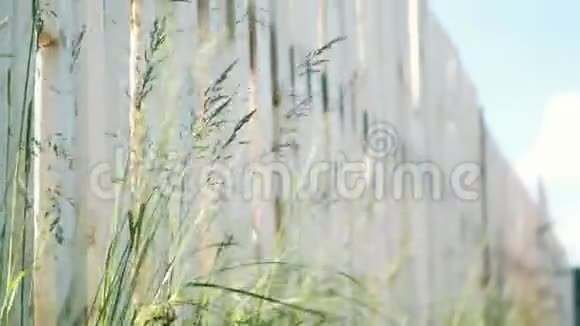 木质栅栏背景上的装饰草黑麦草球状视频的预览图