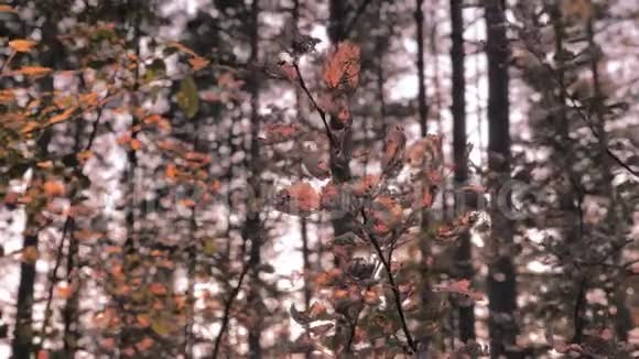 树上的叶子在风中飘动闪闪发光树后日落森林里的风烟雾弥漫的树木视频的预览图