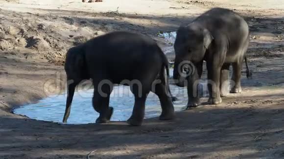 印度大象ElephasMaximusindicus可爱的小象视频的预览图
