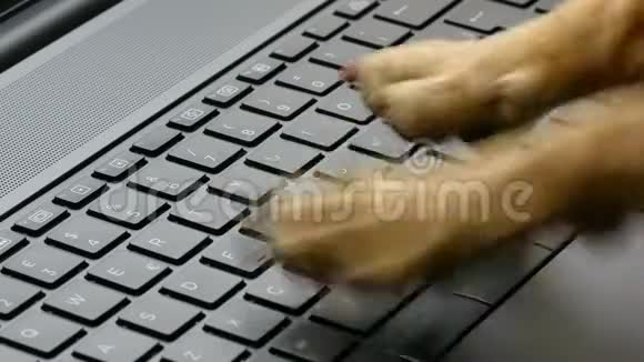 键盘手提电脑的特写和信用卡打字视频的预览图