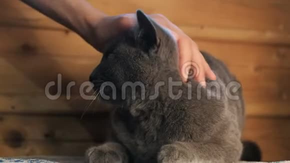女人在家中抚摸和抓一只躺在地板上的英国灰猫视频的预览图