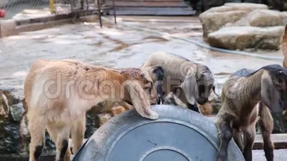 泰国芭堤雅2019年5月14日有草的人在动物园里给山羊喂草视频的预览图