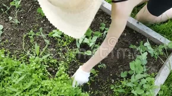 戴着帽子和手套的女人在农场工作清除花园里的杂草杂草豌豆视频的预览图