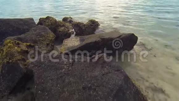 蟹在热带沙质珊瑚滩上的岩石上爬行巨蟹座或巨蟹座视频的预览图