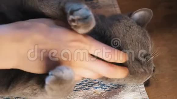 女孩在家抚摸一只英国短毛猫视频的预览图
