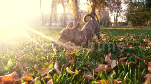 主人和狗在公园里散步狗在公园里玩棍子在夕阳下照顾和训练宠物视频的预览图