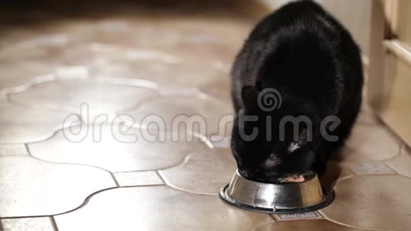 黑猫在家吃饭视频的预览图