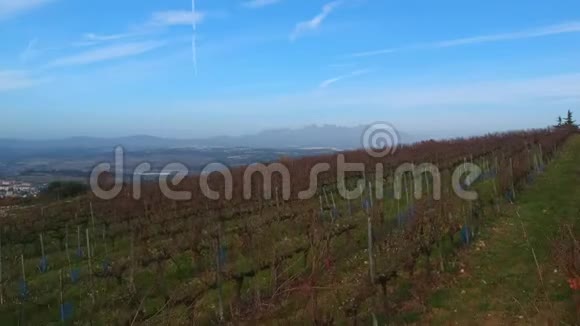 葡萄收获后秋天的葡萄园晴天视频的预览图
