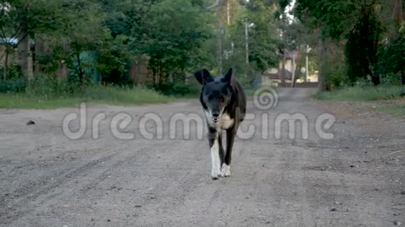格雷丝黑白两色的狗与波克一起缓慢地摆着一条路视频的预览图