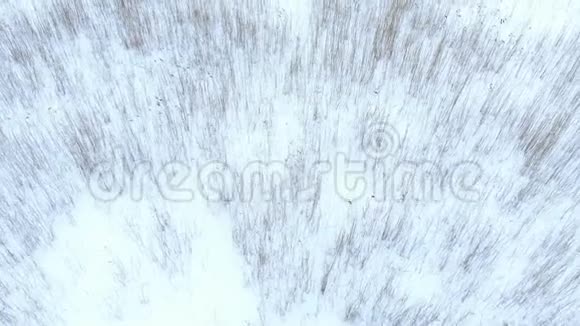 垂直降落在冬季雪林上视频的预览图