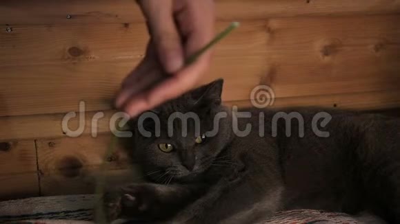 英国短毛猫在家玩蒲公英灰色宠物谎言慢动作视频的预览图
