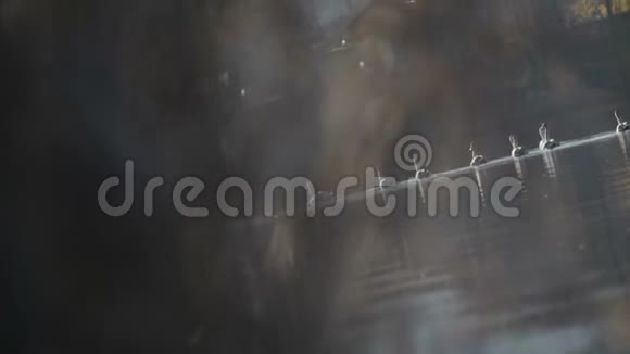 一群天鹅在湖里游泳视频的预览图