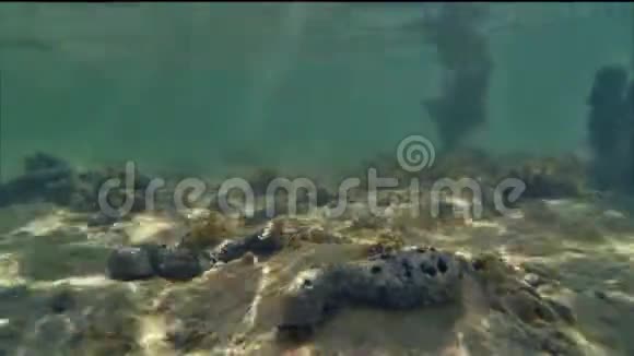 库克群岛拉罗通加珊瑚礁上的黄瓜水下时间推移视频的预览图