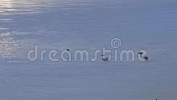 清晨海豹从水中窥视一对海豹在水的上方窥视视频的预览图