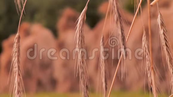 一片麦片黑麦片特写繁荣的象征小麦种子黑麦种子在片中飘散视频的预览图