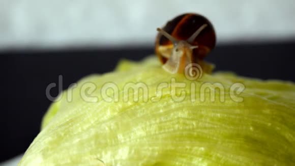 蜗牛在生菜上醒来视频的预览图