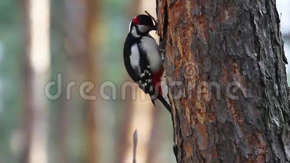 啄木鸟在春天的森林里挖了一棵树视频的预览图