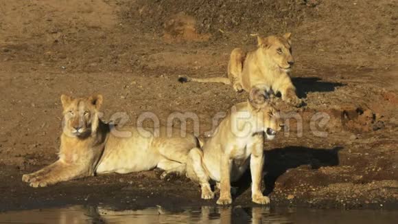 肯尼亚马拉河边有三只小狮子坐在一起视频的预览图