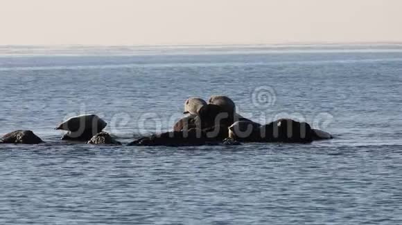 阳光明媚的一天海豹斑点海豹拉尔加海豹波卡拉哈躺在海水中的礁石上野生斑点海豹保护区视频的预览图