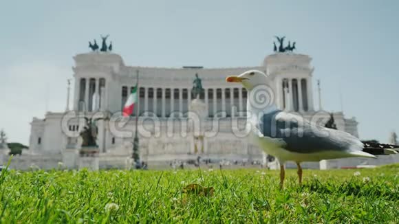 在威尼斯广场威尼斯广场的背景纪念碑上的海鸥罗马旅游业视频的预览图