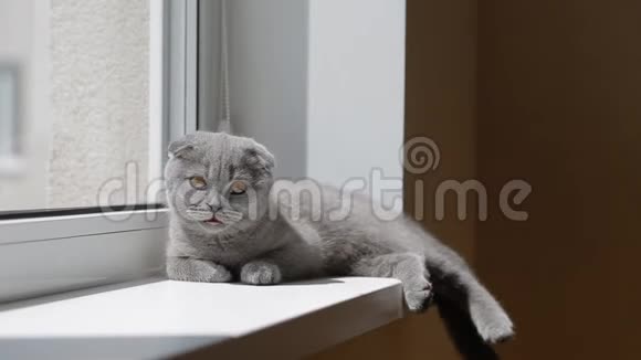 窗台上的英国小猫视频的预览图