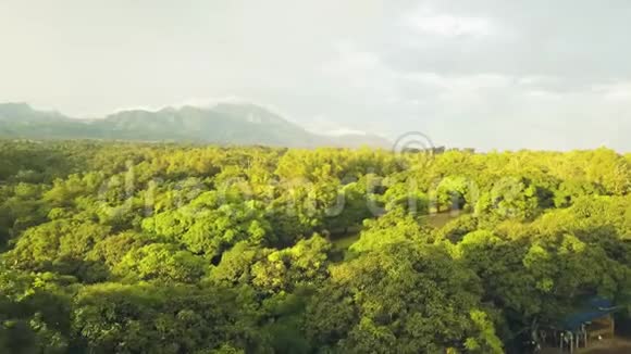 鸟瞰热带果园山上有芒果树和天空景观提供绿色芒果园和水果视频的预览图