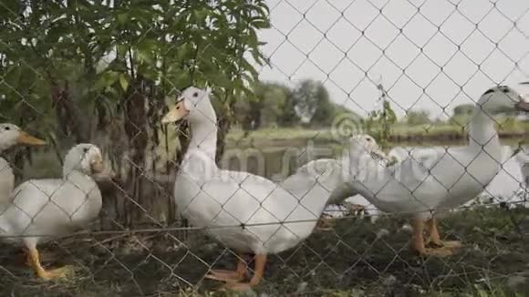 湖边篱笆后的白色家鹅视频的预览图