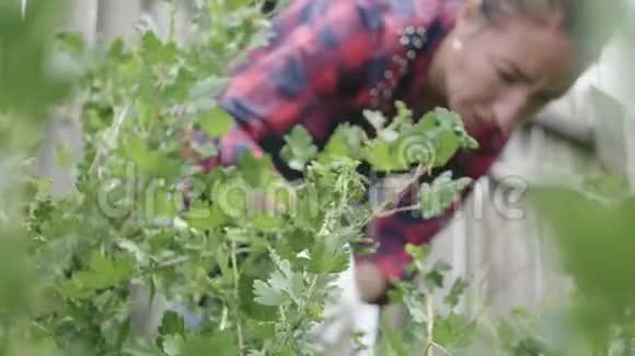 在厨房花园里种浆果的农民女孩杨梅收获时间有机食品的概念视频的预览图