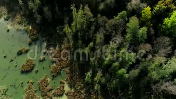 秋天大自然彩色森林景观空中拍摄视频的预览图
