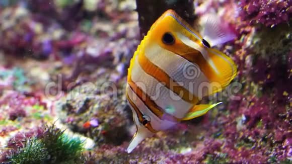 在水下游泳的铜带蝴蝶鱼的特写镜头太平洋和印度洋的热带鱼视频的预览图