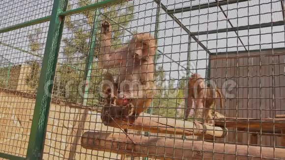 一只日本猕猴在笼子里一只日本猕猴从一个人手取食物一只日本猕猴在动物园里视频的预览图